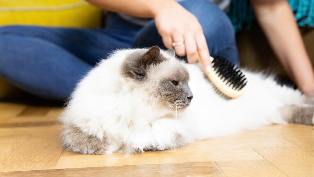 How To Groom Your Cat Properly Purina
